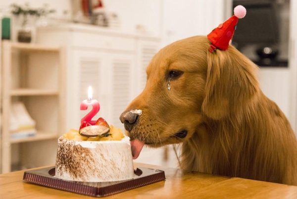 An Emotional Story of a Dog’s Birthday: A Celebration Tinged with ...