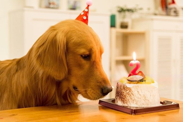 An Emotional Story of a Dog’s Birthday: A Celebration Tinged with ...