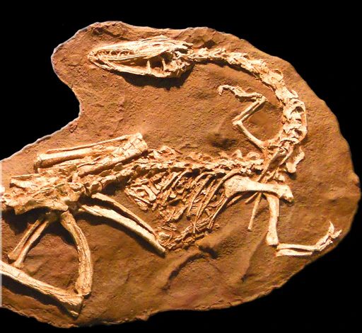 The Fishing Dinosaur: The Baryonyx Fossil Discovery and Its ...