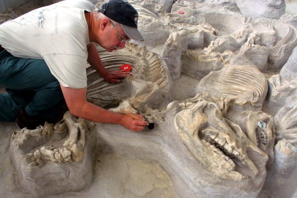 Hundreds of Well-Preserved Prehistoric Animals Found in Nebraska’s Ancient Volcanic Ashbed – PaintxWiki