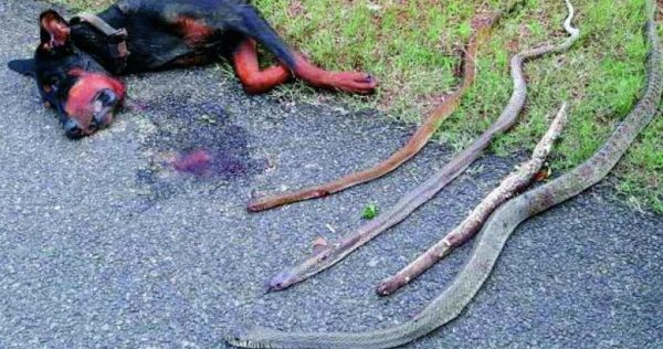 The Fearless Canine Defender: A Brave Dog Faces Four Venomous Snakes to Protect Owner’s Home