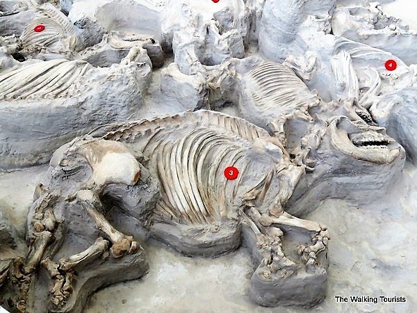 Hundreds of Well-Preserved Prehistoric Animals Found in Nebraska’s Ancient Volcanic Ashbed – PaintxWiki