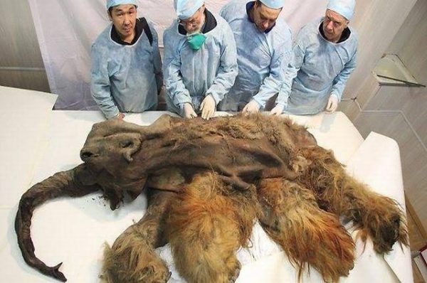 39,000-Year-Old Woolly Mammoth Remarkably Intact in Siberian Permafrost – PaintxWiki