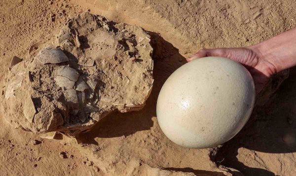 Ancient Ostrich Eggs Dating Back 4,000 Years Unearthed Near Excavated Negev Desert Firepit – PaintxWiki