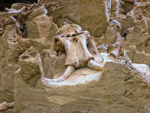 More Than 60 Mammoths Discovered Inside a Fossil Pit Excavated in South Dakota – PaintxWiki