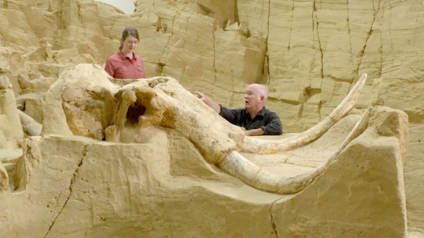 More Than 60 Mammoths Discovered Inside a Fossil Pit Excavated in South Dakota – PaintxWiki