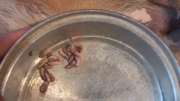 Why Did These Creatures Hurt This Innocent Dog? Treating a Dog with ...