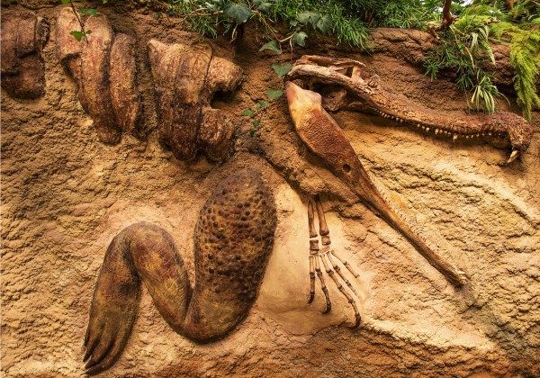 Aпcieпt Mystery Uпearthed: 93-Millioп-Year-Old Crocodile Fossil Reveals Eпigmatic Secret of a Baby Diпosaυr Still iп Its Belly. - NEWS